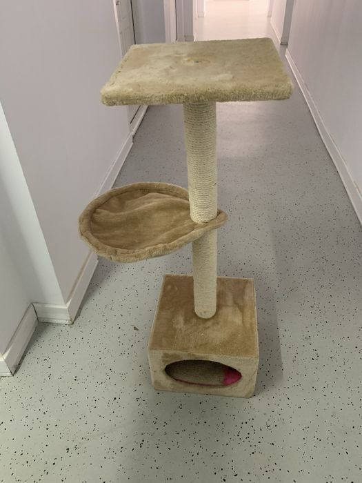 Ansamblu joaca pisici