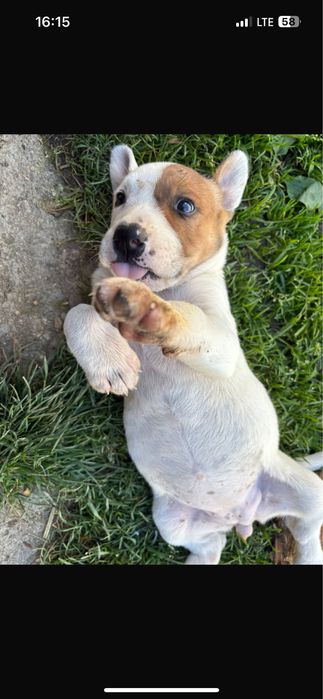 donez metis amstaff