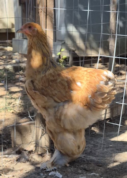Familie brahma columbia-tineret
