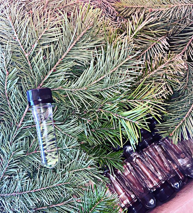 Натуральное Алтайское пихтовое масло