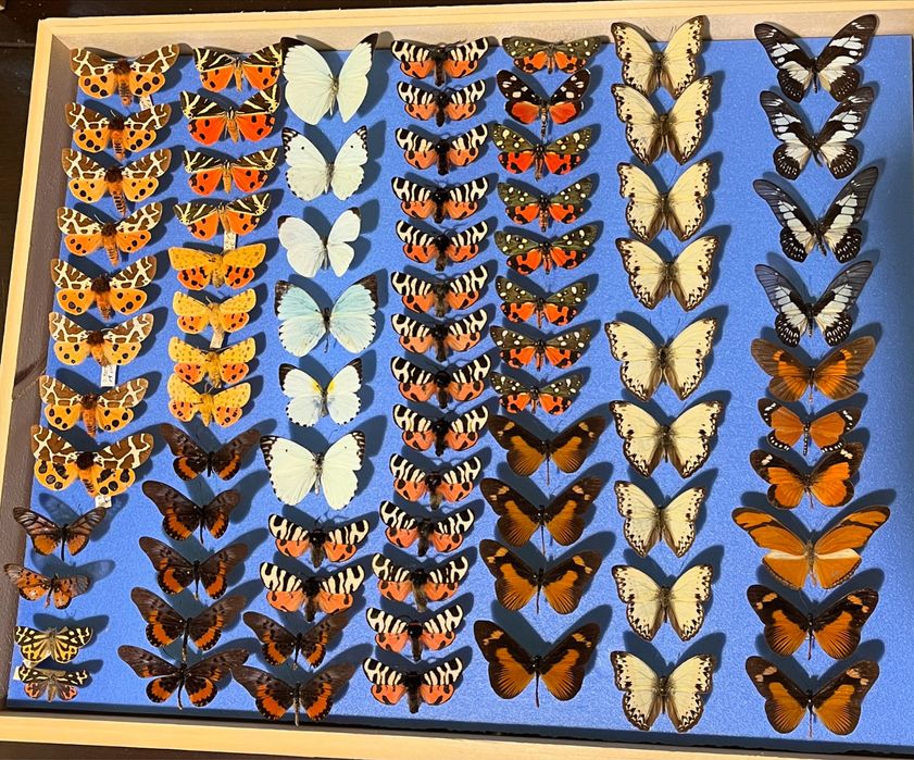 Колекция пеперуди насекоми