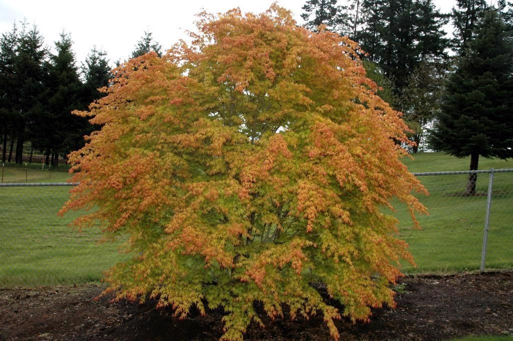 Японски клен(Катсура)\Acer palmatum Katsura