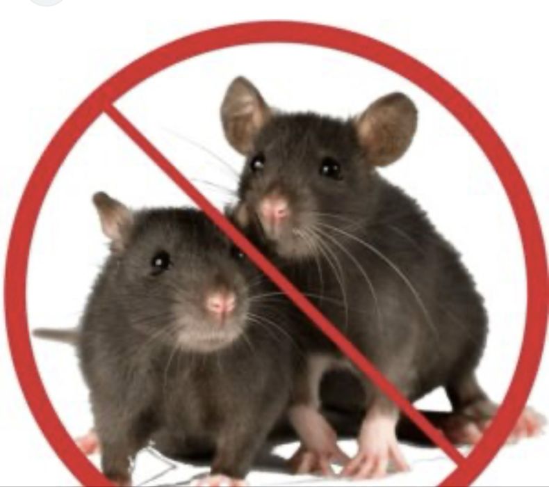 Предлагаем услуги дератизации