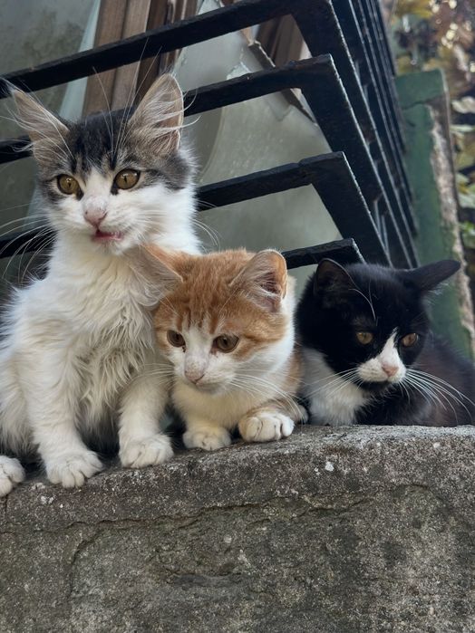 осинови пухкаво котенце