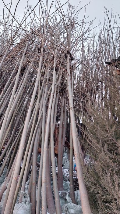 Павловния икки йиллик 2000дона.
2 йиллик б иккиаландлиги 6-10метр.
Таг