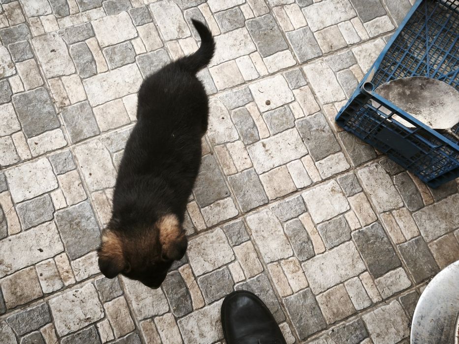 Donez căței  unu sau amândoi .