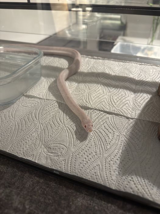 Corn snake blizzard + terariu