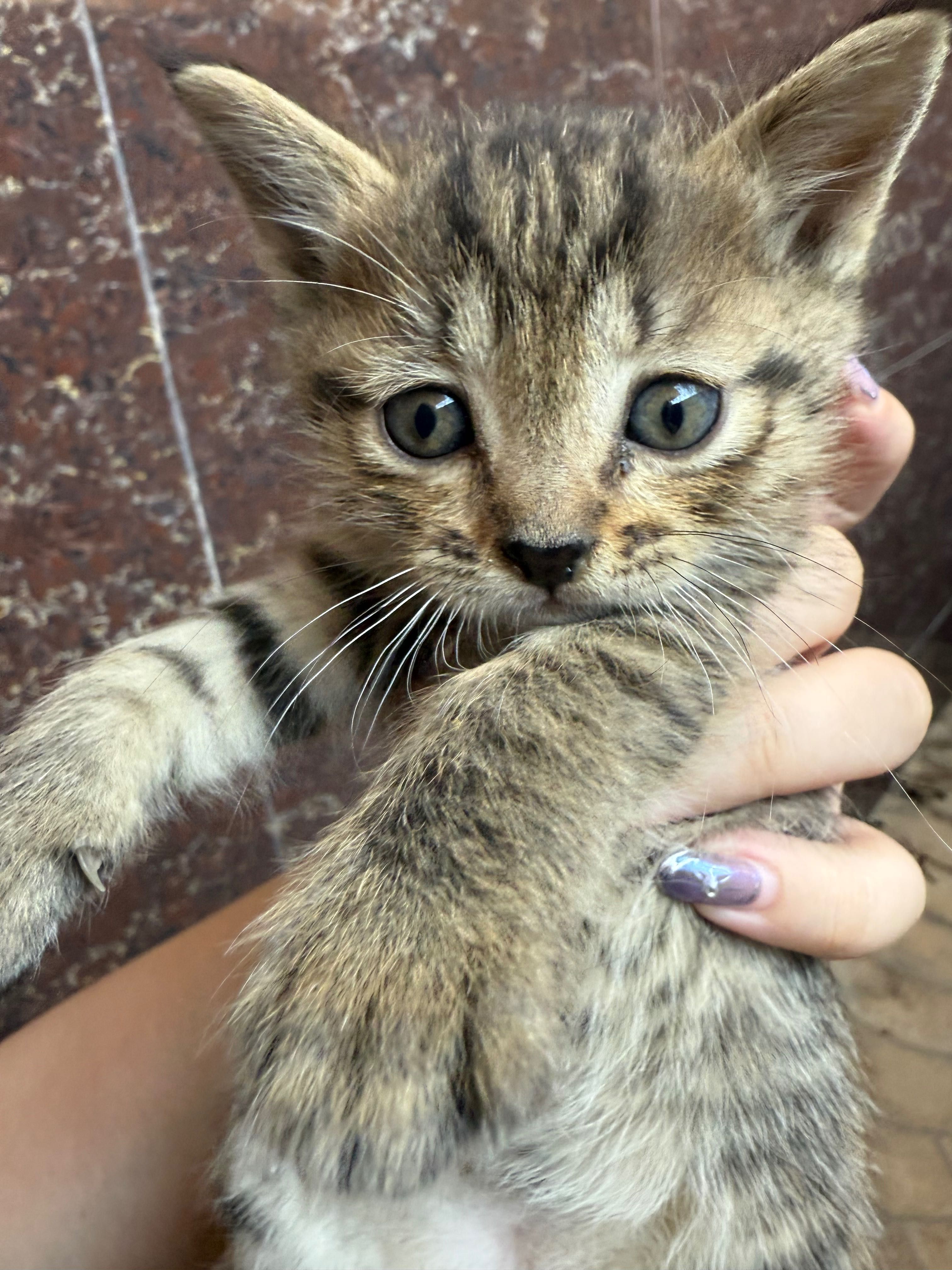 Котята бесплатно в хорошие руки