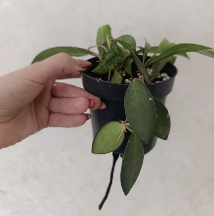 Продаётся 2 вида хойя