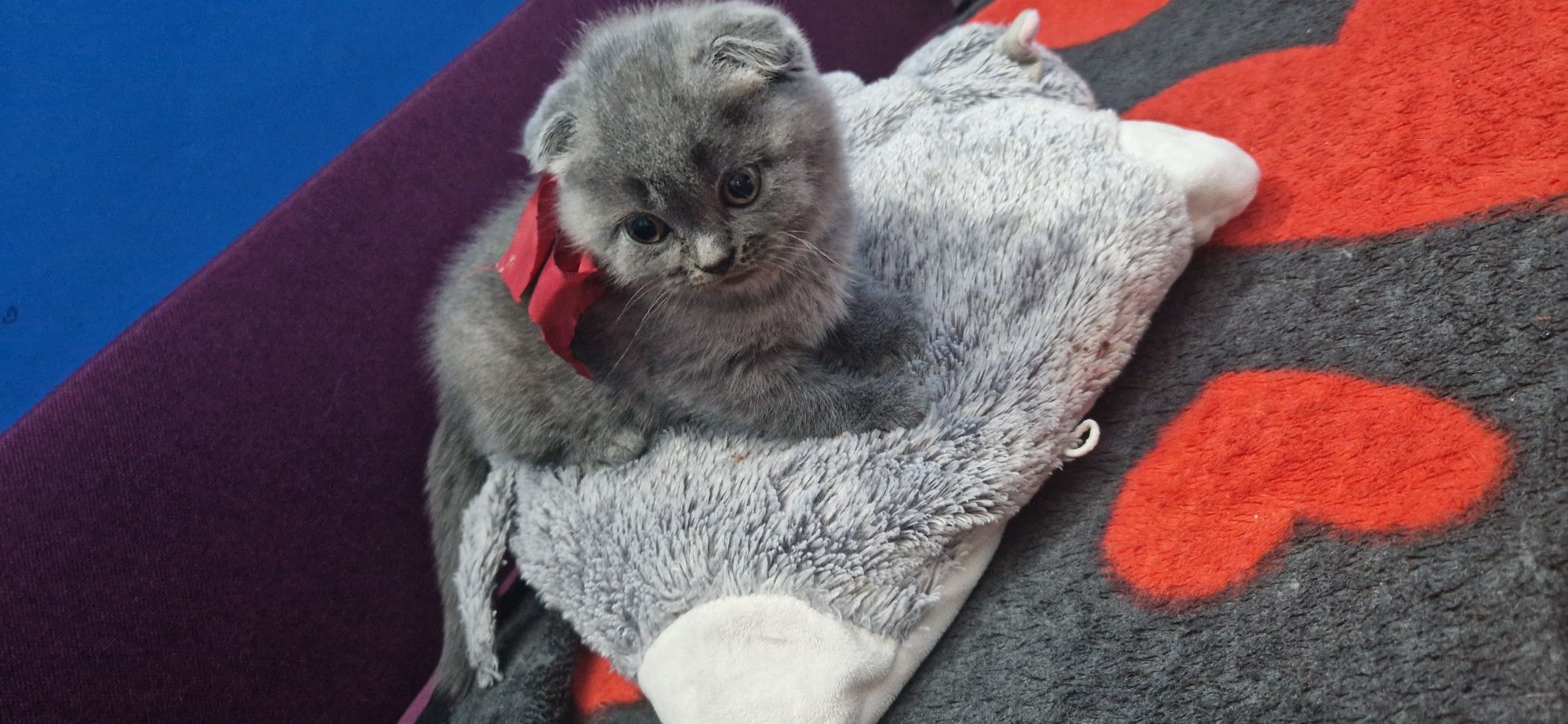 !!! Oferta!Pufoșenie Scottish Fold blue, !Rasa pura!