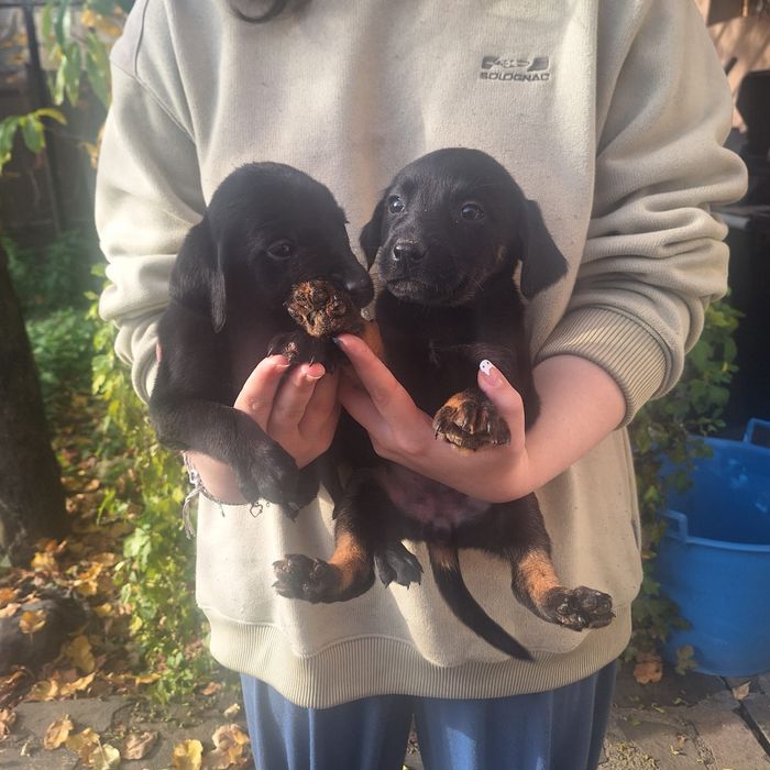 Donez 6 căței metis