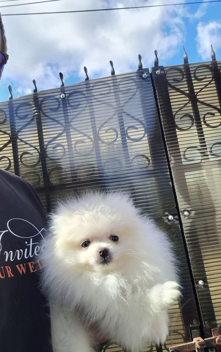 Pomeranian pui talie mică