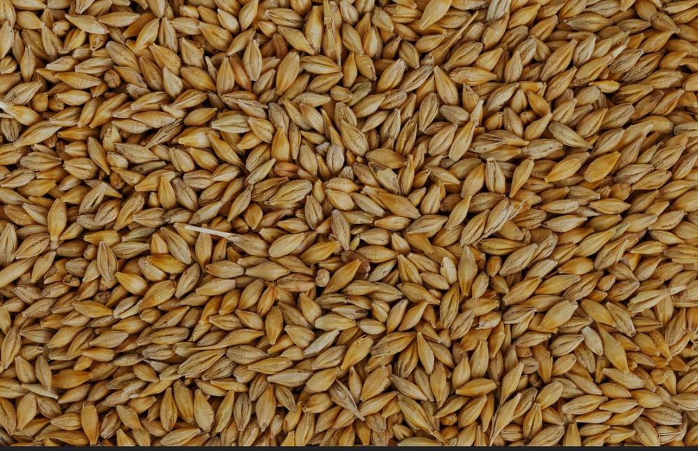 Vând Cereale orz ,rapiță ,floarea soarelui