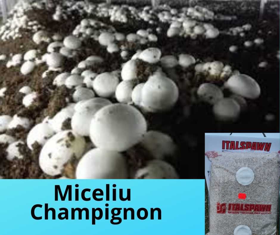 Miceliul de calitate superioară pentru ciuperci Champignon!