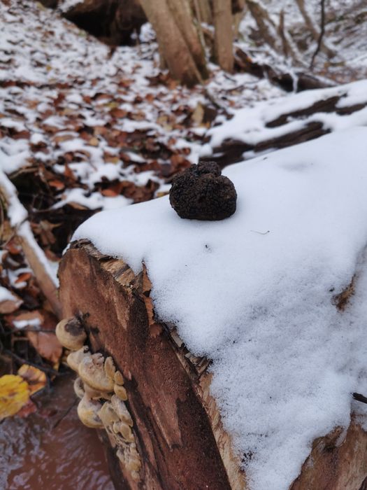 Черен есенен трюфел (Tuber Uncinatum)