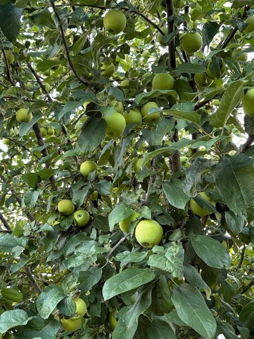 Дом рядом с ТД АИДА Алпамыс батыра 12 мкр