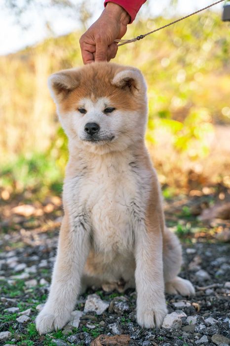 Акита ину - мъжко