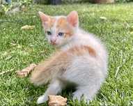 Pisoi adorabili spre adopție – curați, jucăuși și mâncăcioși!/Craiova