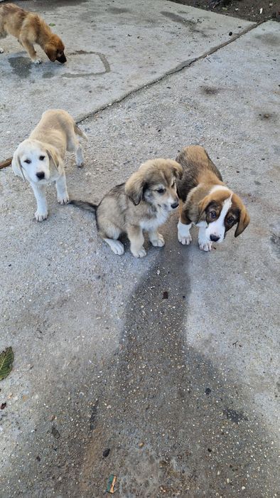 Câini spre adopție zona soseaua de centura Autobon, Greenkraft
