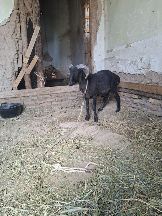 Кой козилар 4364