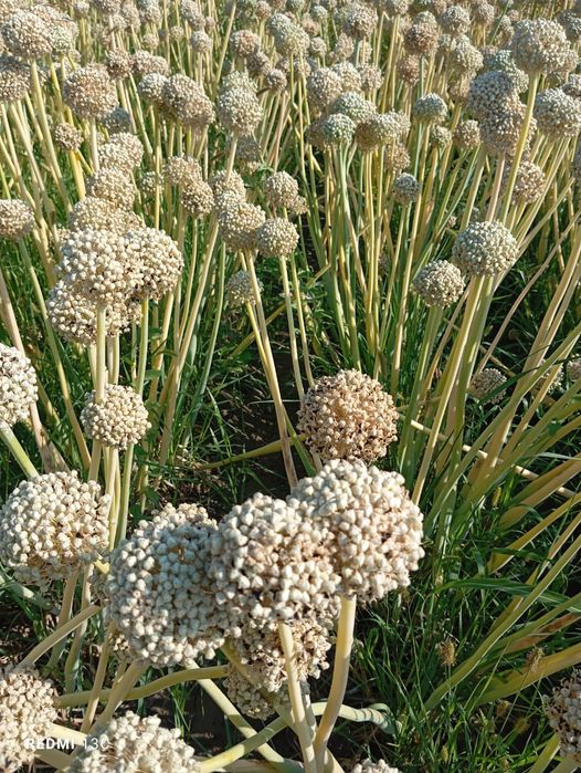 Продается семена лука свежие 2025г.