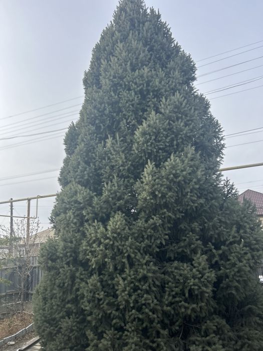 Живая Ель в продаже