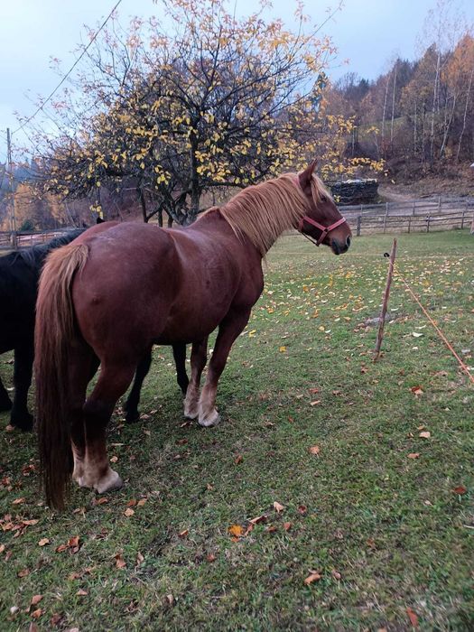 Vând iapă garantată