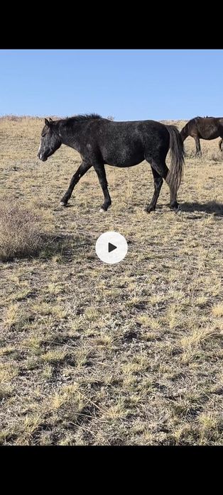 Байтал на разведение или согым!