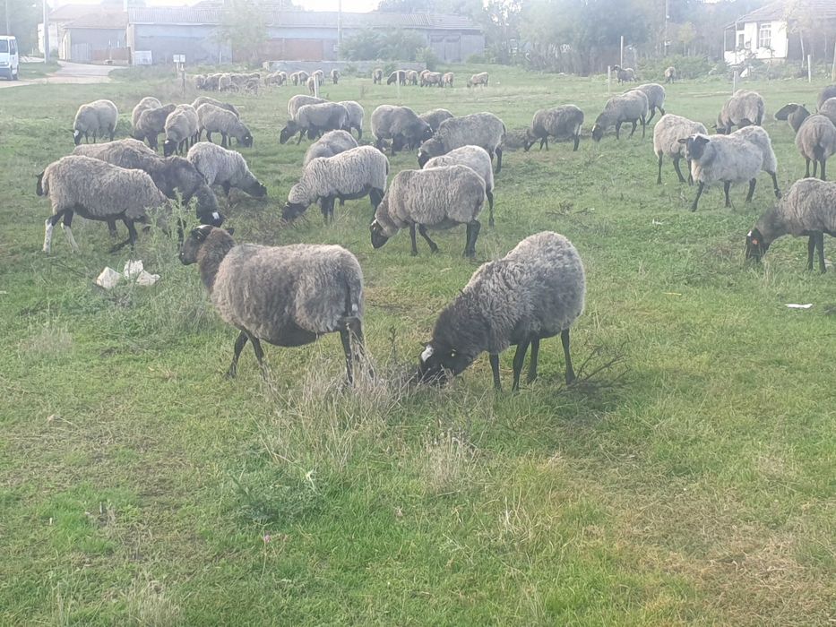 150бр.Romanovski ovce Романовски овце 700лв.бр.