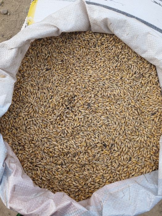 Арпа сатылады бағасы 110тг