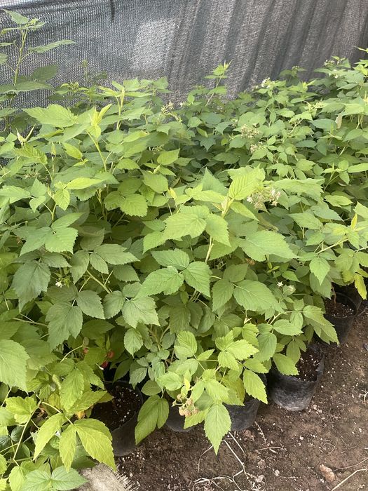 Ягодные многолетние растения в закрытой корневой готовы к посадке