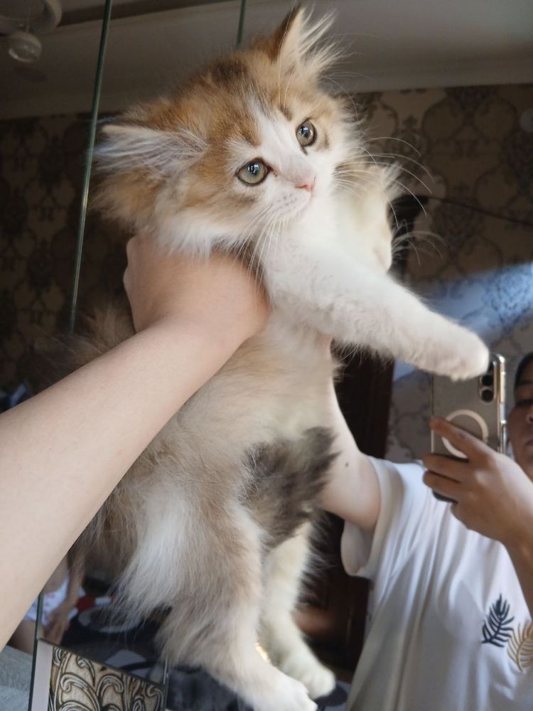 Скоттиш фолд и страйты Продается