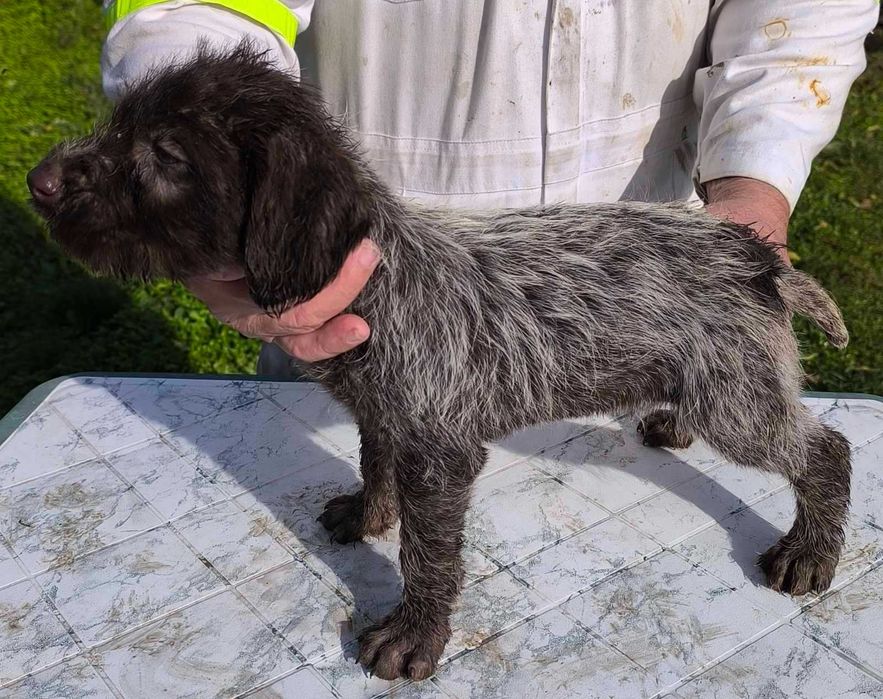 Продавам 5 дратхарчета-4 мъжки и 1 женско.