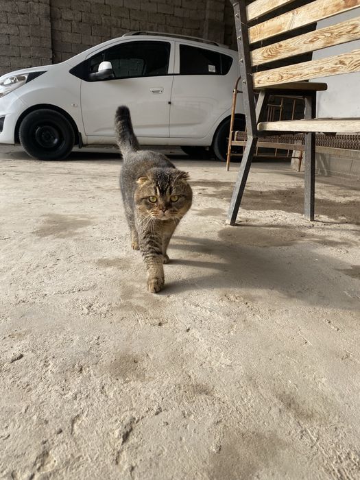 Британский шиншилла мальчик