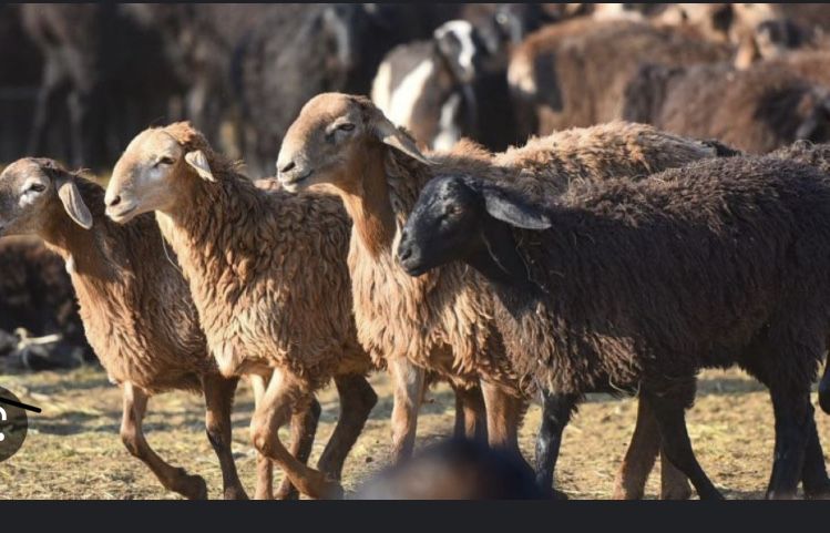 Шаруа қой семіз сек тоқты қозы коза теке ешкі