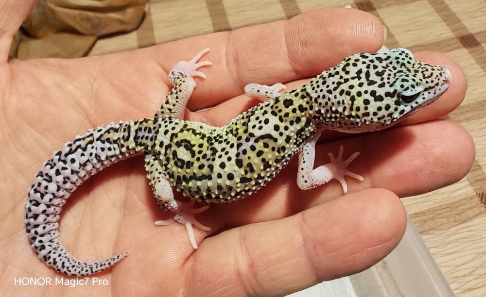 Леопардов гекон (Eublepharis macularius)