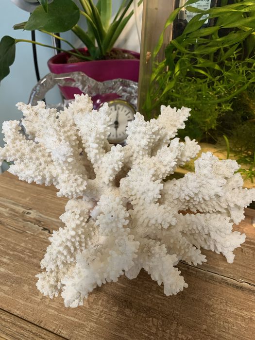 Естествен корал