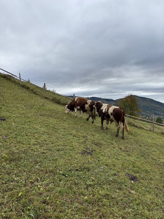 Vând tauri balțată românească