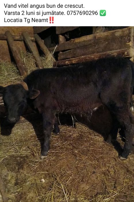 Vand vitei de rasă.