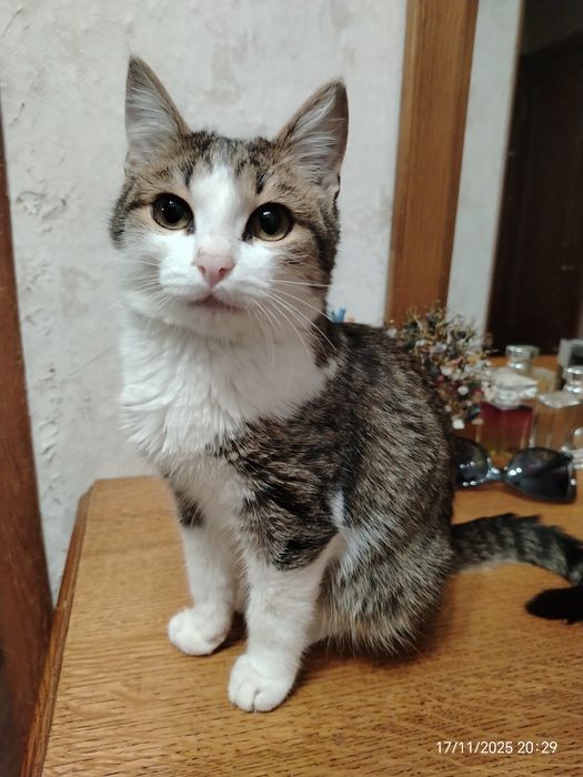 Котик Мурзик 4 мес. В любящую семью.