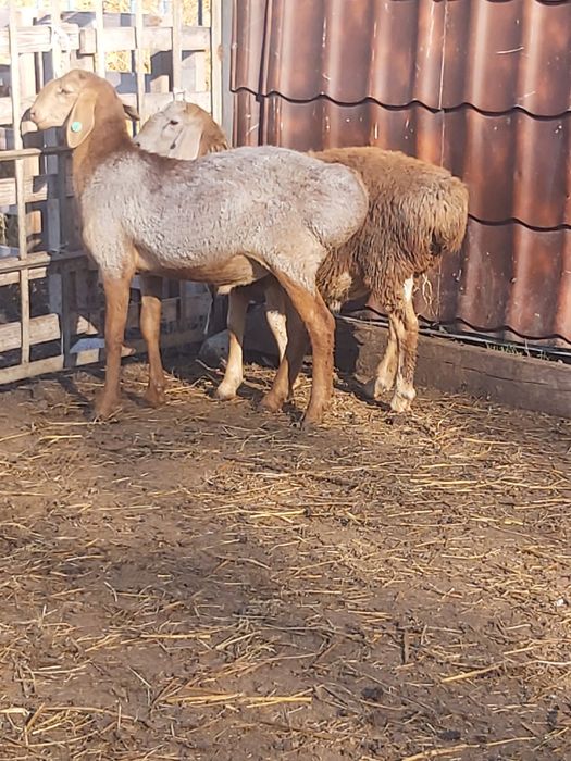 Продаются кошкарчики