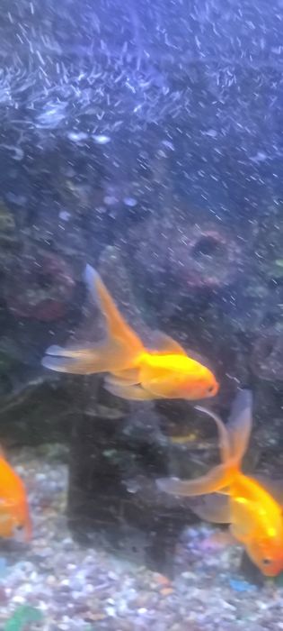 Akvarium baliqlari bilan sotiladi
