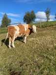 Vand vaca gestanta in 8 luni