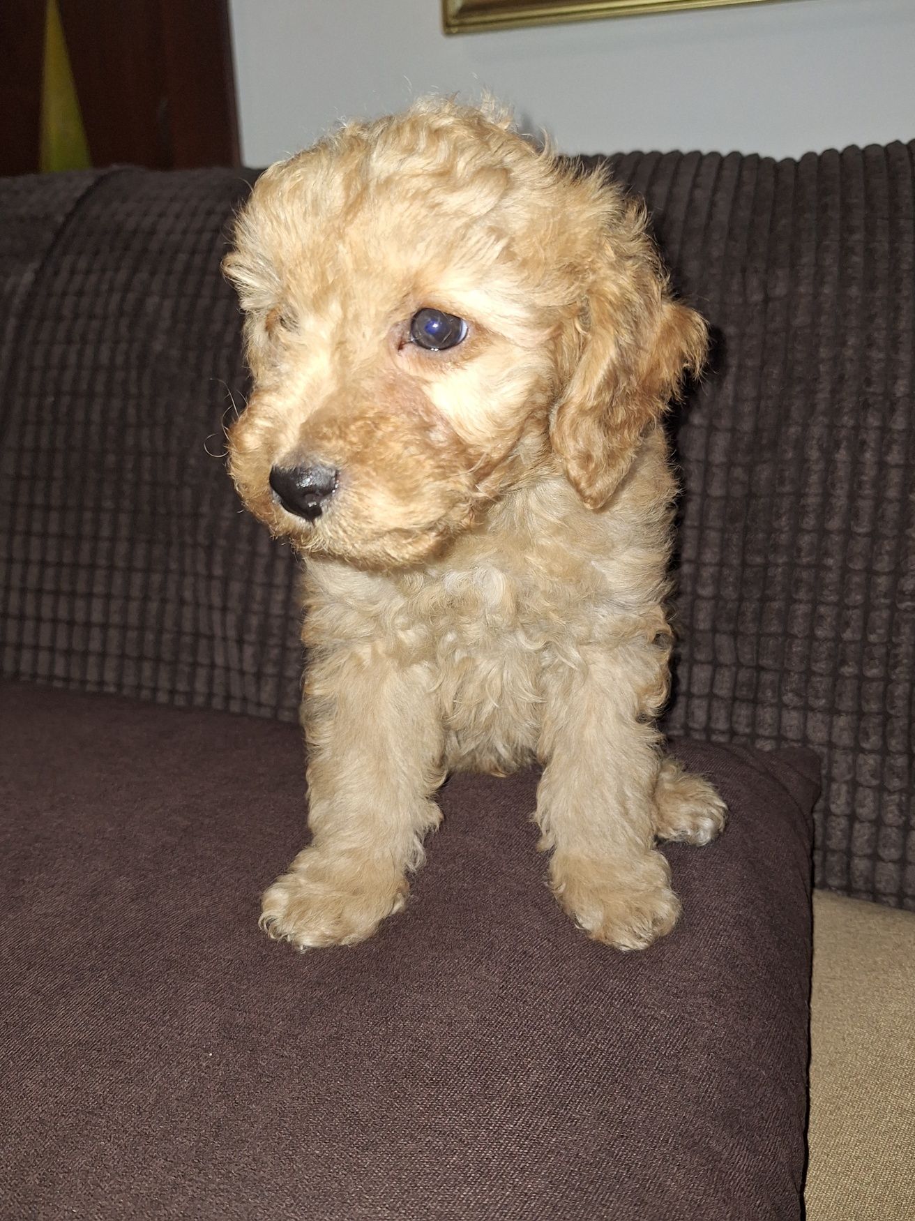 Pudel/caniche pitic
