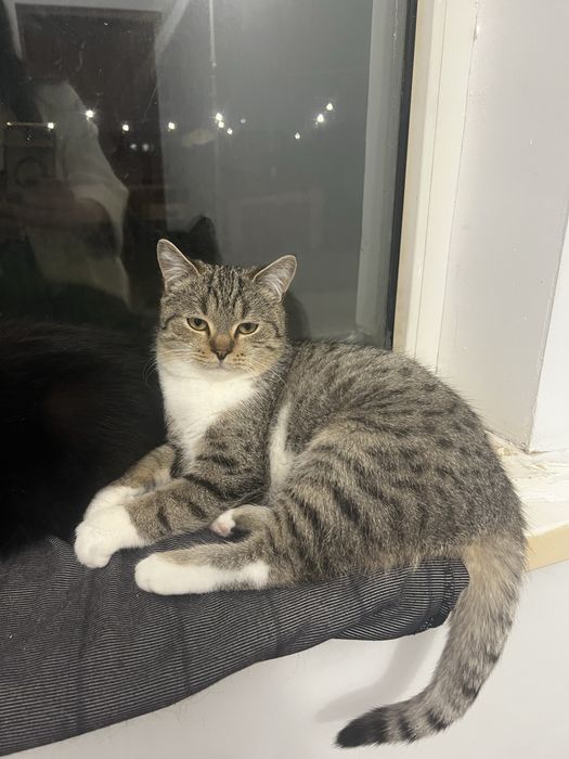 На половину британец