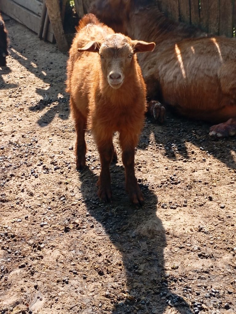 Vând iede de anul trecut cu ied /iadă