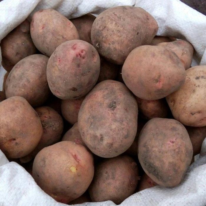 Продам картофель