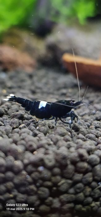 Creveti Black KinKong BlackFriday