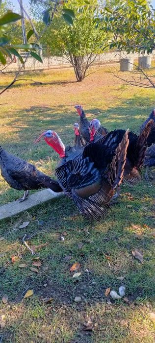 Curcani si Curci Salbatica Americana