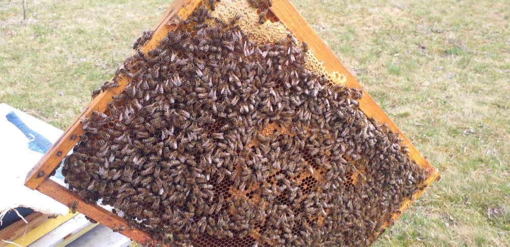 Vând 10 fam de albine